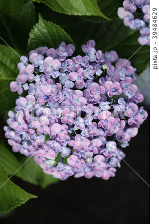 ウズアジサイ 39484629