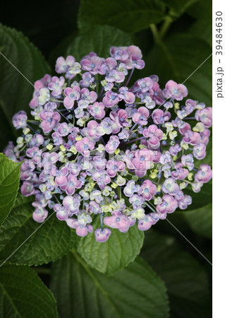 ウズアジサイ 39484630