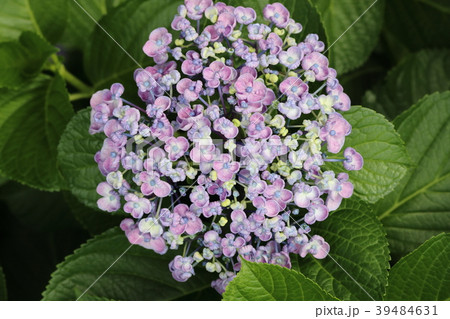 ウズアジサイ 39484631