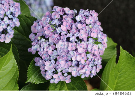 ウズアジサイ 39484632