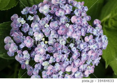 ウズアジサイ 39484633