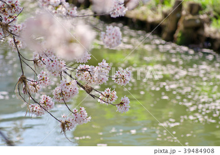 満開 散り始めの桜 川面の花筏の背景 C 明るい岸辺の写真素材
