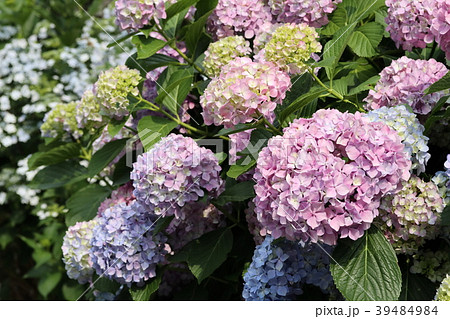 紫陽花 紫陽花 39484984