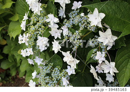 紫陽花 39485163