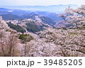吉野山 39485205