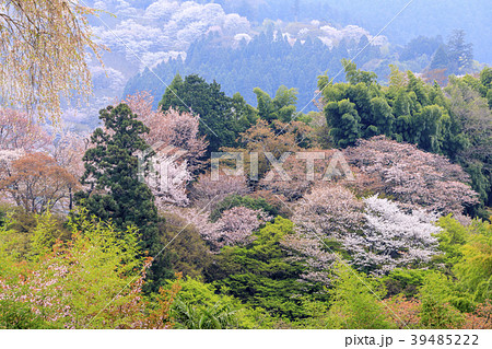 吉野山 39485222