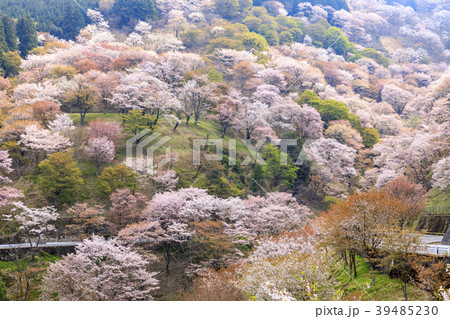 吉野山 39485230