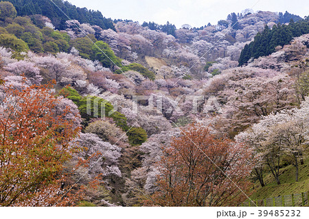 吉野山 39485232