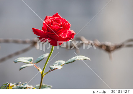 Rose Flower Blooming 39485427