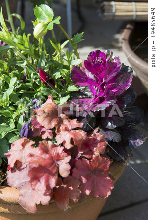 寄植えの鉢 39485649