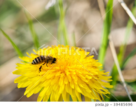 たんぽぽとハチ 39485696