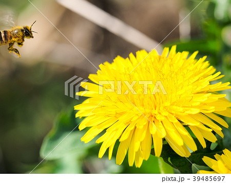 たんぽぽとハチ 39485697