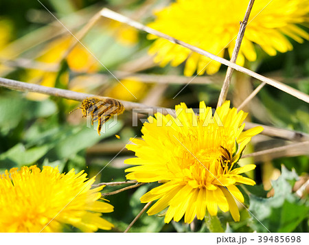 たんぽぽとハチ 39485698