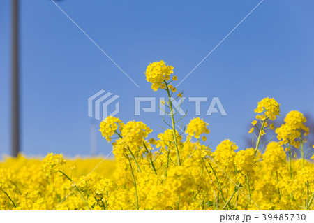 神戸総合運動公園の菜の花の写真素材