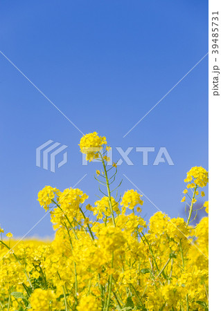 神戸総合運動公園の菜の花の写真素材