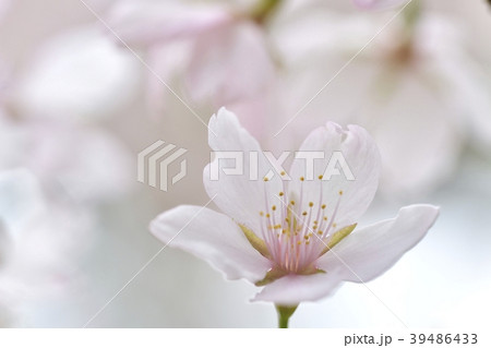 桜の花びら 桜の花びら 39486433