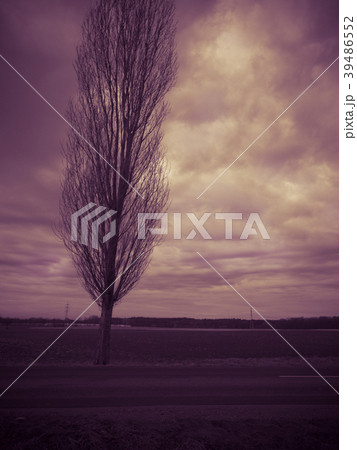 Bare tree in front of dramatic sky Bare tree in front of dramatic sky 39486552