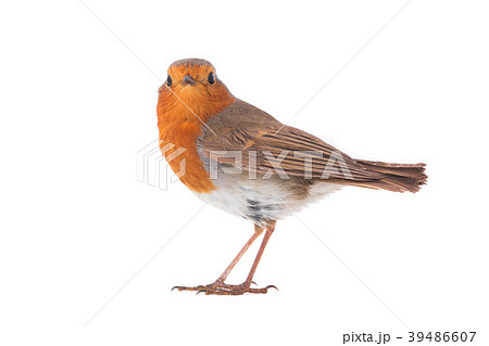 European robin (Erithacus rubecula) 39486607