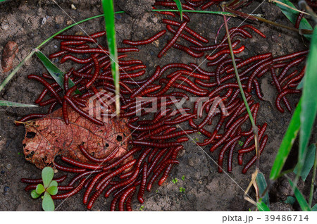 Millipede or Vaani, paisa kida, Pune Millipede or Vaani, paisa kida, Pune 39486714