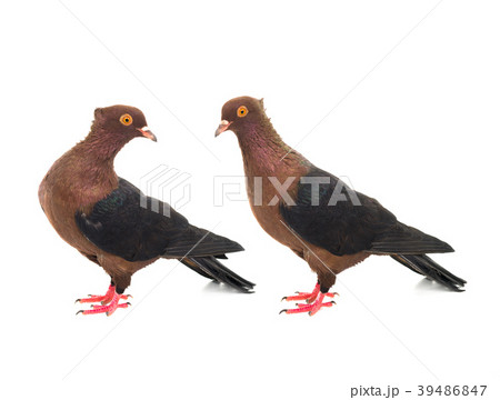 two brown dove 39486847