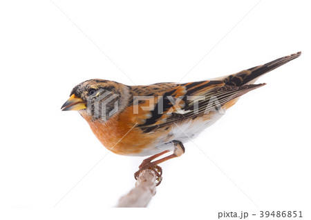Brambling 39486851