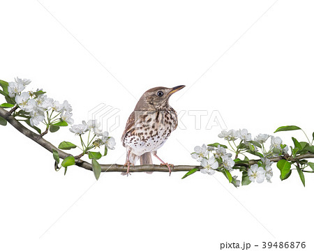 Song Thrush 39486876