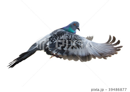 dove in flight 39486877