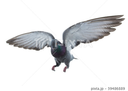 pigeon pigeon 39486889