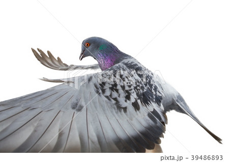 pigeon pigeon 39486893