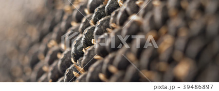 dry black sunflower 39486897