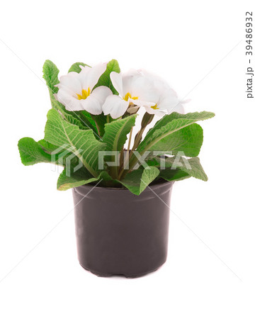 primrose primrose 39486932