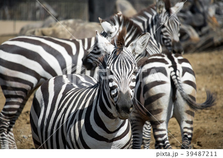 シマウマの群れ 39487211