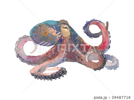 Octopus Hand Drawn Illustration In Watercolorのイラスト素材