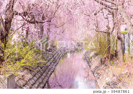 二ヶ領用水(川崎堀) 溝の口側 二ヶ領用水(川崎堀) 溝の口側 39487861