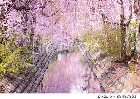 二ヶ領用水 川崎堀 溝の口側の写真素材