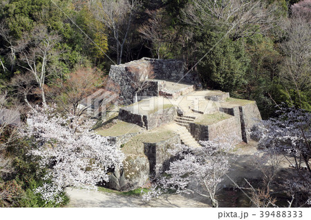 桜満開の苗木城大矢倉跡 39488333