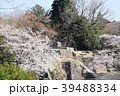 桜満開の苗木城大矢倉跡 桜満開の苗木城大矢倉跡 39488334