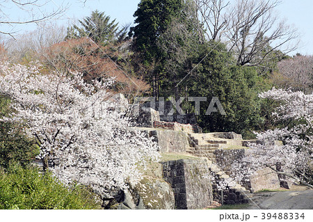 桜満開の苗木城大矢倉跡 39488334