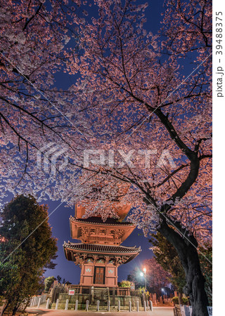 池上本門寺の夜桜　五重塔 39488375