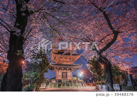 池上本門寺の夜桜　五重塔 39488376