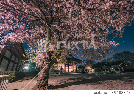 池上本門寺の夜桜 大堂(祖師堂) 池上本門寺の夜桜 大堂(祖師堂) 39488378