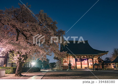 池上本門寺の夜桜　大堂（祖師堂） 39488380