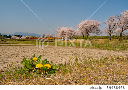 三岐鉄道の春 39488468