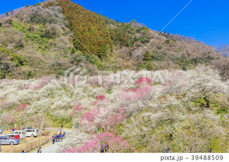 東京　高尾梅郷の風景（木下沢梅林） 39488509