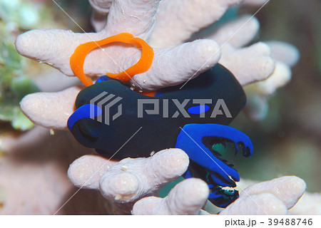 ウミウシ 産卵 ウミウシ 産卵 39488746