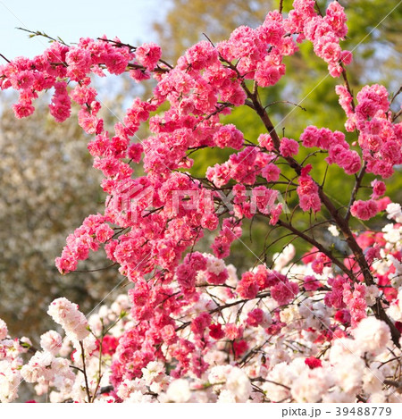 源平桃の花 39488779