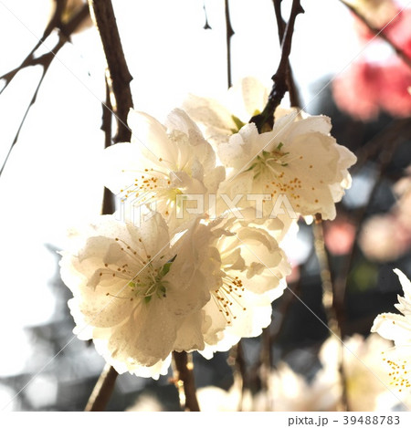 源平桃の花 39488783