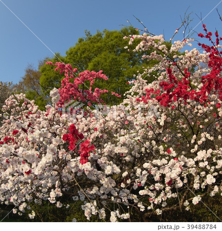 晴天の紅白桃の花 晴天の紅白桃の花 39488784