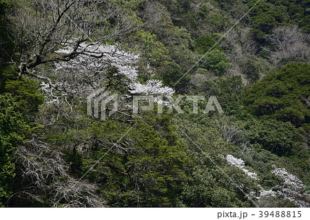 山の急斜面に満開のヤマザクラ　愛媛県四国中央市 39488815