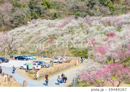 東京 高尾梅郷の風景(木下沢梅林) 東京 高尾梅郷の風景(木下沢梅林) 39489167
